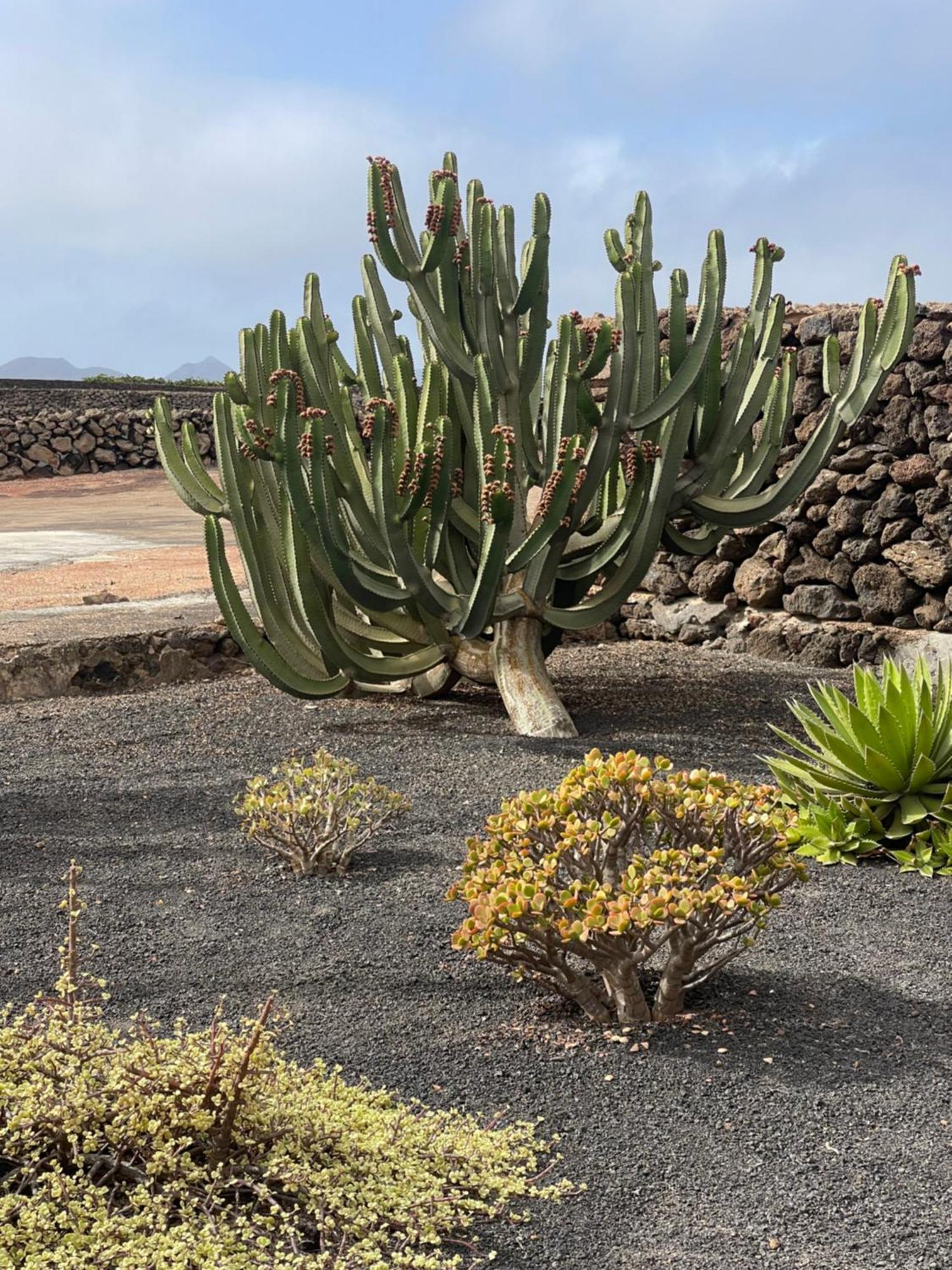 Villa Timanfaya Тинахо Экстерьер фото