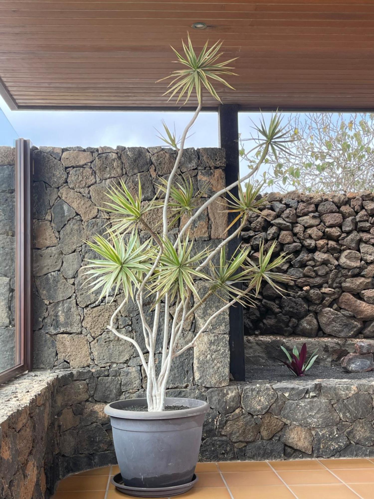 Villa Timanfaya Тинахо Экстерьер фото